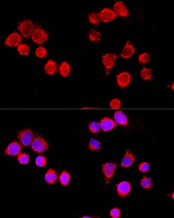 CYP3A4 Polyclonal Antibody, Invitrogen 100 &mu;L; Unconjugated:Antibodies,