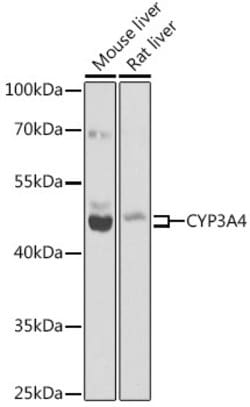 CYP3A4 Polyclonal Antibody, Invitrogen 100 &mu;L; Unconjugated:Antibodies,