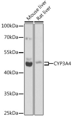 CYP3A4 Polyclonal Antibody, Invitrogen 100 &mu;L; Unconjugated:Antibodies,