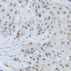 Invitrogen MRE11 Polyclonal Antibody 100 &mu;L; Unconjugated:Antibodies,