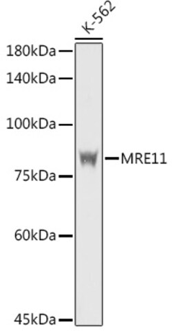 Invitrogen MRE11 Polyclonal Antibody 100 &mu;L; Unconjugated:Antibodies,