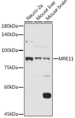 Invitrogen MRE11 Polyclonal Antibody 100 &mu;L; Unconjugated:Antibodies,