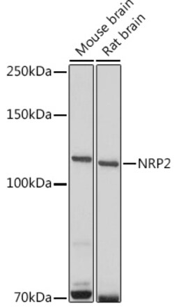 Invitrogen Neuropilin 2 Polyclonal Antibody 100 &mu;L; Unconjugated:Antibodies,