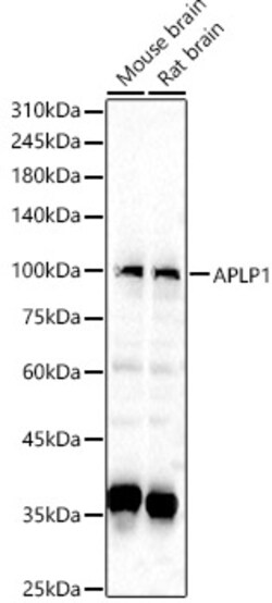 Invitrogen APLP1 Polyclonal Antibody 100 &mu;L; Unconjugated:Antibodies,