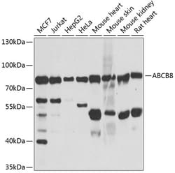 Invitrogen ABCB8 Polyclonal Antibody 100 &mu;L; Unconjugated:Antibodies,