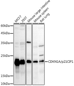 Invitrogen p21 Polyclonal Antibody 100 &mu;L; Unconjugated:Antibodies,