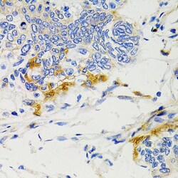 Invitrogen SHP2 Polyclonal Antibody 100 &mu;L; Unconjugated:Antibodies,