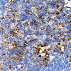 Invitrogen SHP2 Polyclonal Antibody 100 &mu;L; Unconjugated:Antibodies,