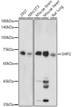 Invitrogen SHP2 Polyclonal Antibody 100 &mu;L; Unconjugated:Antibodies,
