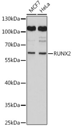 Invitrogen RUNX2 Polyclonal Antibody 100 &mu;L | Buy Online | Invitrogen&trade; | Fisher Scientific