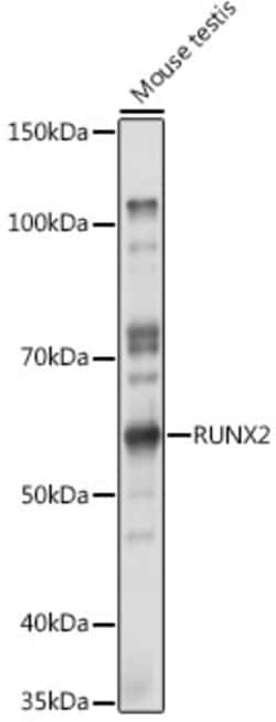 Invitrogen RUNX2 Polyclonal Antibody 100 &mu;L | Buy Online | Invitrogen&trade; | Fisher Scientific