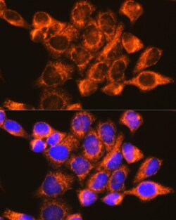 Invitrogen DAP5 Polyclonal Antibody 100 &mu;L; Unconjugated:Antibodies,