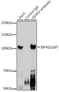 Invitrogen DAP5 Polyclonal Antibody 100 &mu;L; Unconjugated:Antibodies,