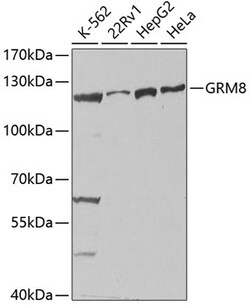 Invitrogen mGluR8 Polyclonal Antibody 100 &mu;L; Unconjugated:Antibodies,