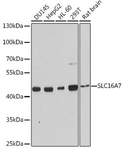 Invitrogen MCT2 Polyclonal Antibody 100 μL; Unconjugated:Antibodies,