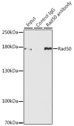 Invitrogen RAD50 Polyclonal Antibody 100 &mu;L; Unconjugated:Antibodies,