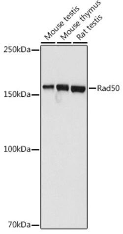 Invitrogen RAD50 Polyclonal Antibody 100 &mu;L; Unconjugated:Antibodies,