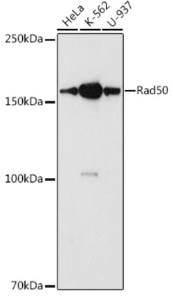 Invitrogen RAD50 Polyclonal Antibody 100 &mu;L; Unconjugated:Antibodies,