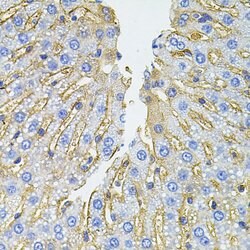 SLC1A4 Polyclonal Antibody, Invitrogen 100 &mu;L; Unconjugated:Antibodies,