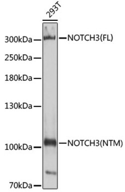 Invitrogen NOTCH3 Polyclonal Antibody 100 μL; Unconjugated:Antibodies,