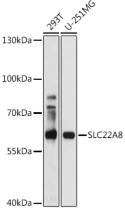 Invitrogen SLC22A8 Polyclonal Antibody 100 &mu;L; Unconjugated:Antibodies,