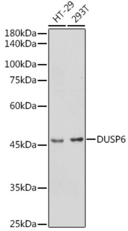 Invitrogen MKP3 Polyclonal Antibody 100 &mu;L; Unconjugated:Antibodies,