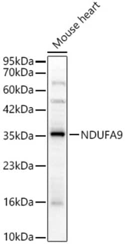Invitrogen NDUFA9 Polyclonal Antibody 100 &mu;L; Unconjugated:Antibodies,