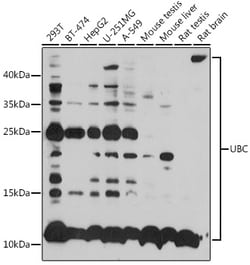 Invitrogen Ubiquitin C Polyclonal Antibody 100 &mu;L | Buy Online | Invitrogen&trade; | Fisher Scientific