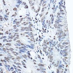 Invitrogen TWIST1 Polyclonal Antibody 100 &mu;L; Unconjugated:Antibodies,