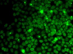 UFD1L Polyclonal Antibody, Invitrogen 100 &mu;L; Unconjugated:Antibodies,