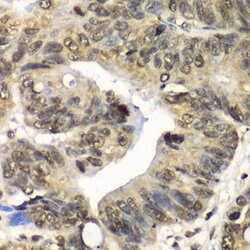 UFD1L Polyclonal Antibody, Invitrogen 100 &mu;L; Unconjugated:Antibodies,