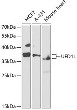 UFD1L Polyclonal Antibody, Invitrogen 100 &mu;L; Unconjugated:Antibodies,