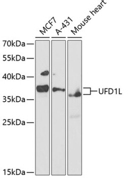 UFD1L Polyclonal Antibody, Invitrogen 100 &mu;L; Unconjugated:Antibodies,
