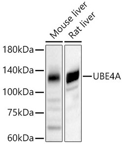Invitrogen UBE4A Polyclonal Antibody 100 &mu;L; Unconjugated:Antibodies,