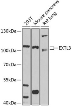 Invitrogen EXTL3 Polyclonal Antibody 100 &mu;L; Unconjugated:Antibodies,