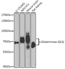 Invitrogen Glutaminase Polyclonal Antibody 100 &mu;L; Unconjugated:Antibodies,