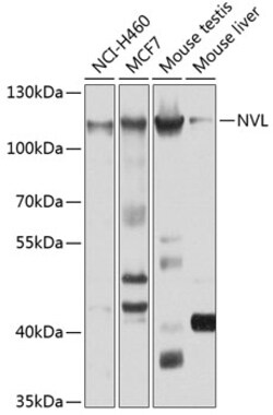 Invitrogen NVL Polyclonal Antibody 100 &mu;L; Unconjugated:Antibodies,