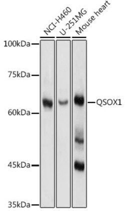 QSOX1 Polyclonal Antibody, Invitrogen 100 &mu;L; Unconjugated:Antibodies,