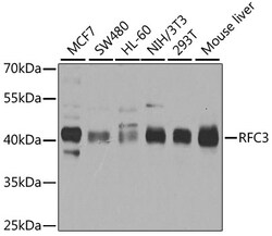 Invitrogen RFC3 Polyclonal Antibody 100 &mu;L; Unconjugated:Antibodies,