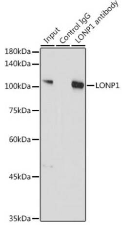 Invitrogen LONP1 Polyclonal Antibody 100 μL; Unconjugated:Antibodies,