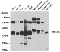 Invitrogen ATXN10 Polyclonal Antibody 100 μL; Unconjugated:Antibodies,