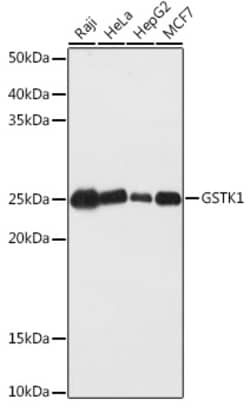 Invitrogen GSTK1 Polyclonal Antibody 100 &mu;L; Unconjugated:Antibodies,