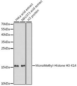 Invitrogen H3K14me1 Polyclonal Antibody 100 μL; Unconjugated:Antibodies,