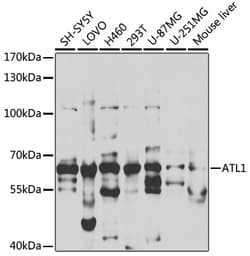 Invitrogen ATL1 Polyclonal Antibody 100 &mu;L; Unconjugated:Antibodies,