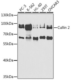 Invitrogen Cullin 2 Polyclonal Antibody 100 &mu;L; Unconjugated:Antibodies,