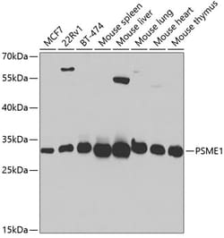 Invitrogen PSME1 Polyclonal Antibody 100 &mu;L; Unconjugated:Antibodies,