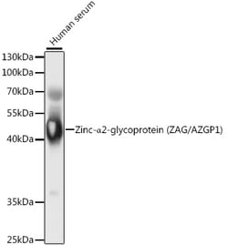Invitrogen AZGP1 Polyclonal Antibody 100 &mu;L; Unconjugated:Antibodies,