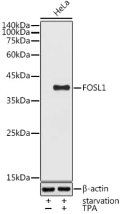 Invitrogen Fra1 Polyclonal Antibody 100 &mu;L; Unconjugated:Antibodies,