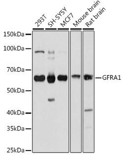 Invitrogen GFR alpha-1 Polyclonal Antibody 100 &mu;L; Unconjugated:Antibodies,