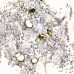 Invitrogen CD42a Polyclonal Antibody 100 &mu;L; Unconjugated:Antibodies,